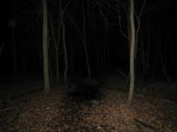 Chicago Ghost Hunters Group investigates Robinson Woods (226).JPG